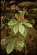 image of Gesneria acaulis