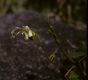 image of Gesneria alba