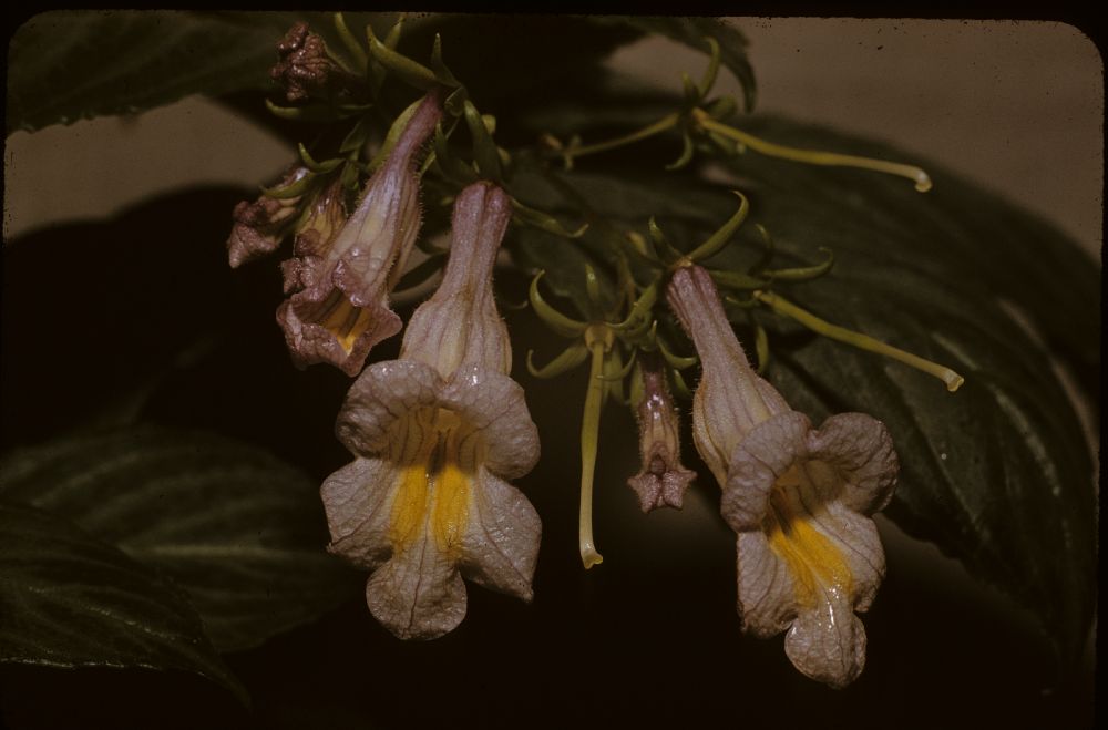 Gesneriaceae Lysionotus serratus