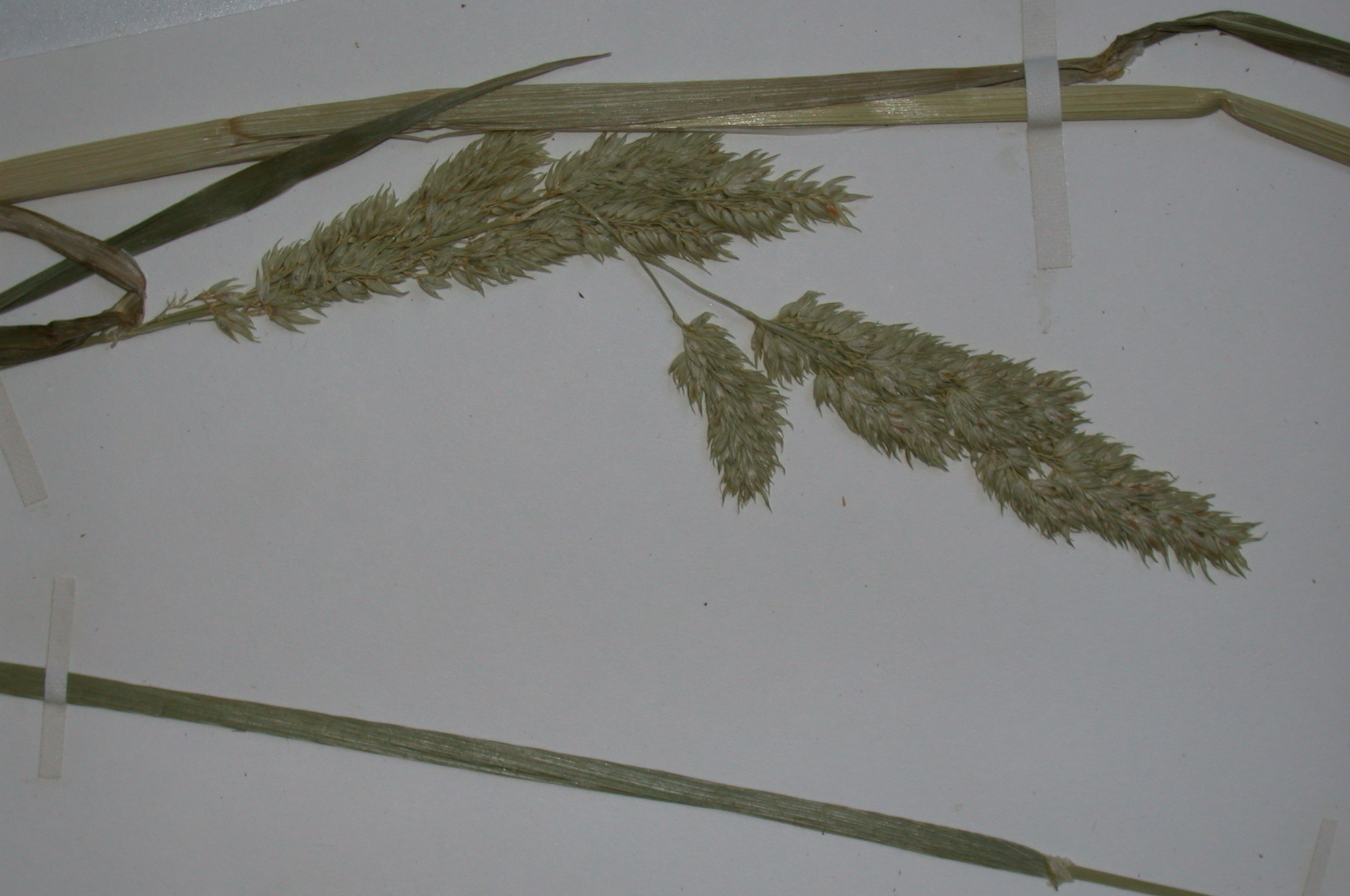 Poaceae Phalaris arundinacea