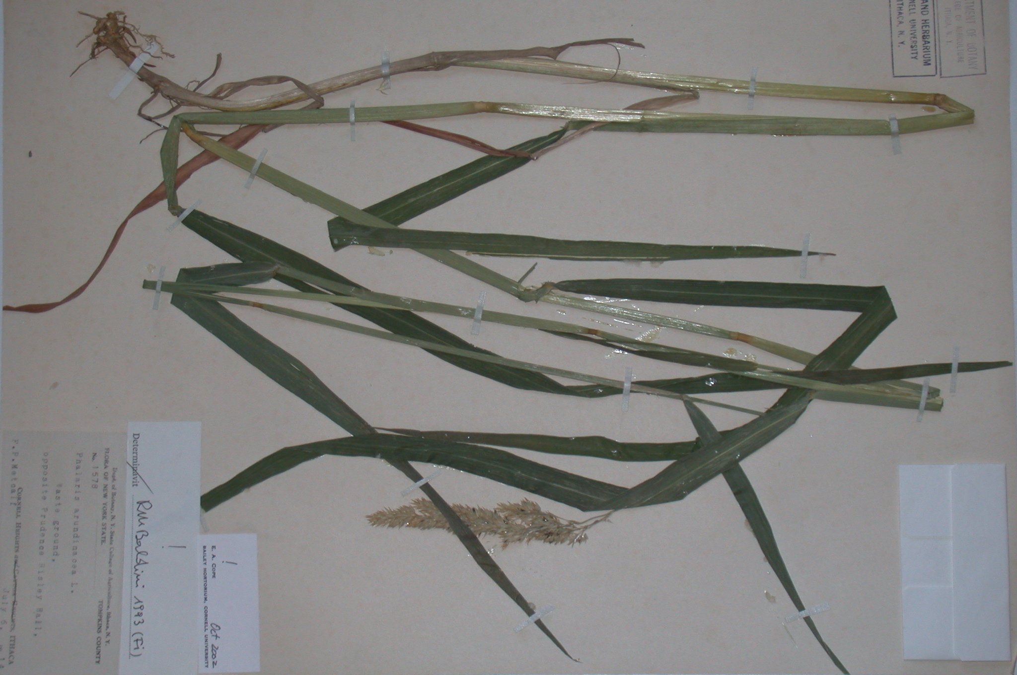Poaceae Phalaris arundinacea