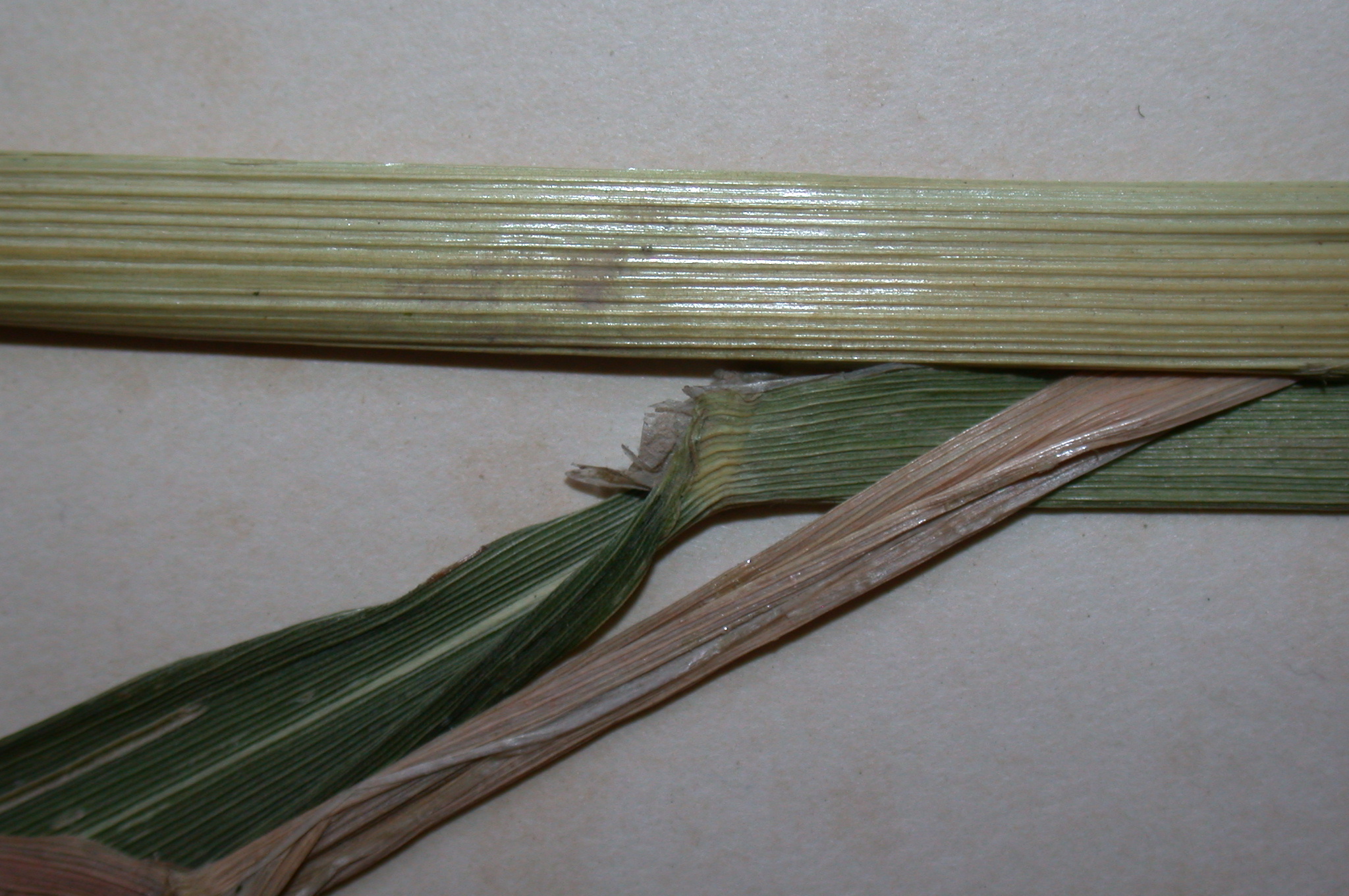 Poaceae Phalaris arundinacea