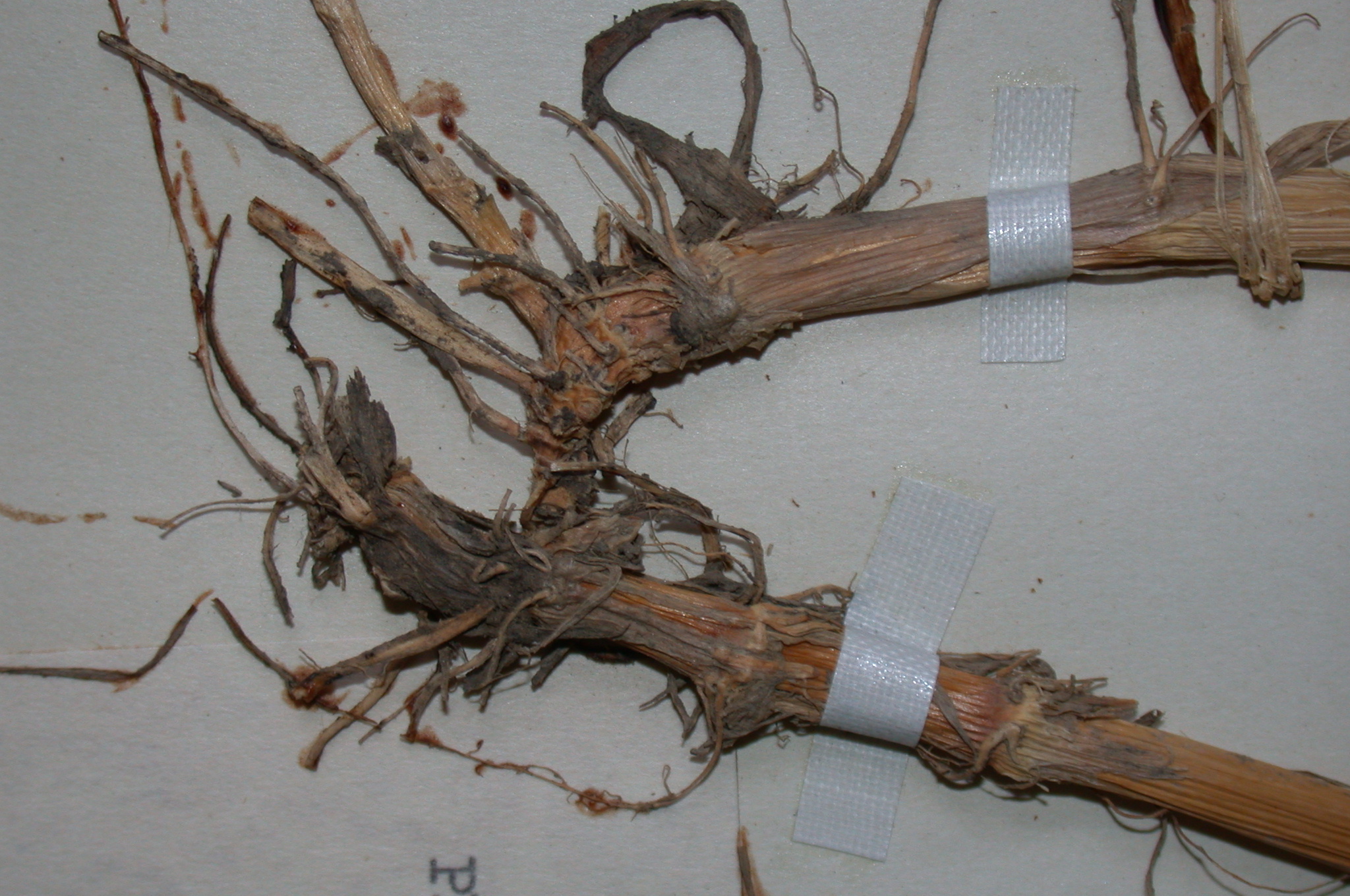 Poaceae Phalaris arundinacea