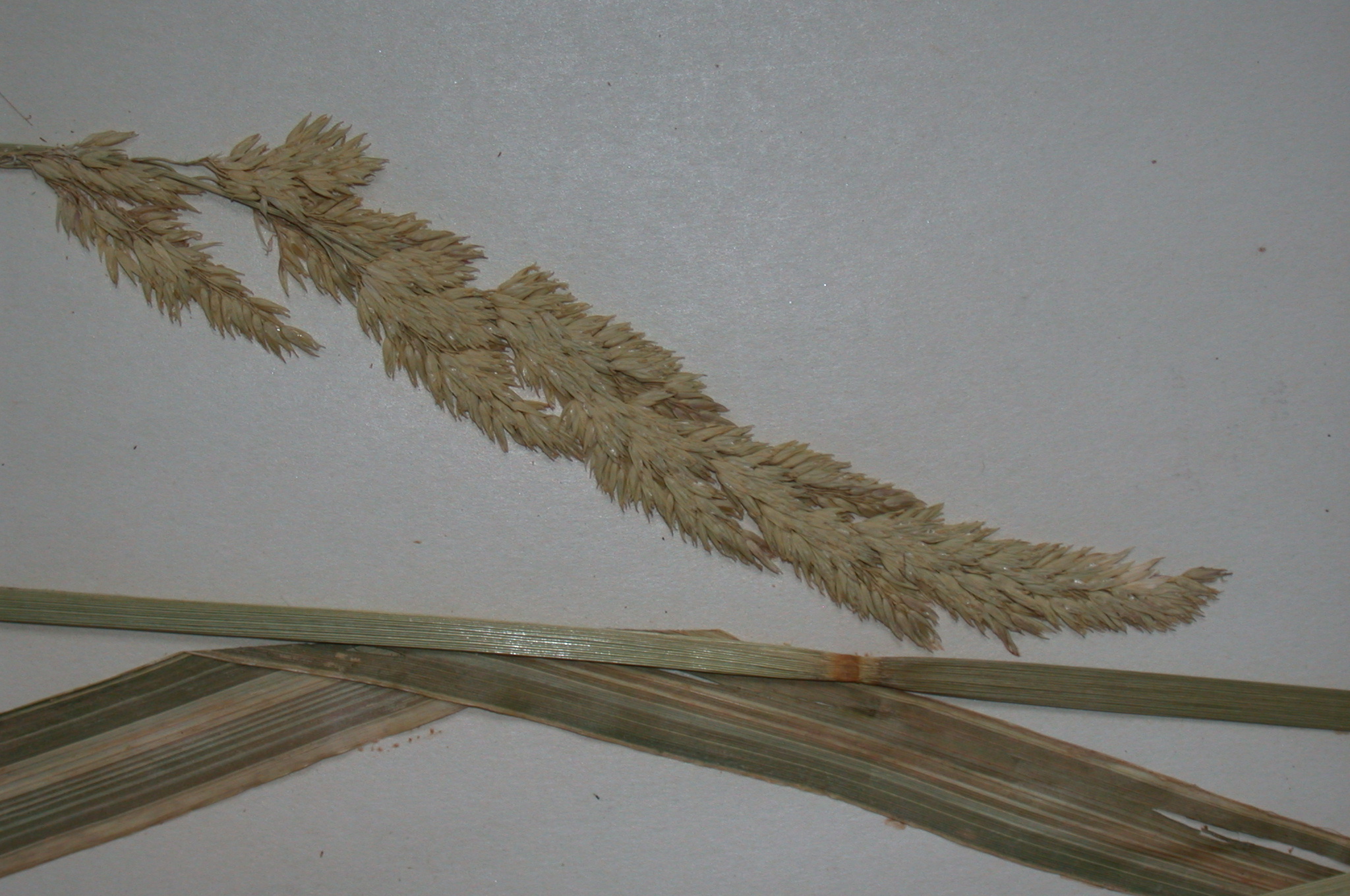 Poaceae Phalaris arundinacea