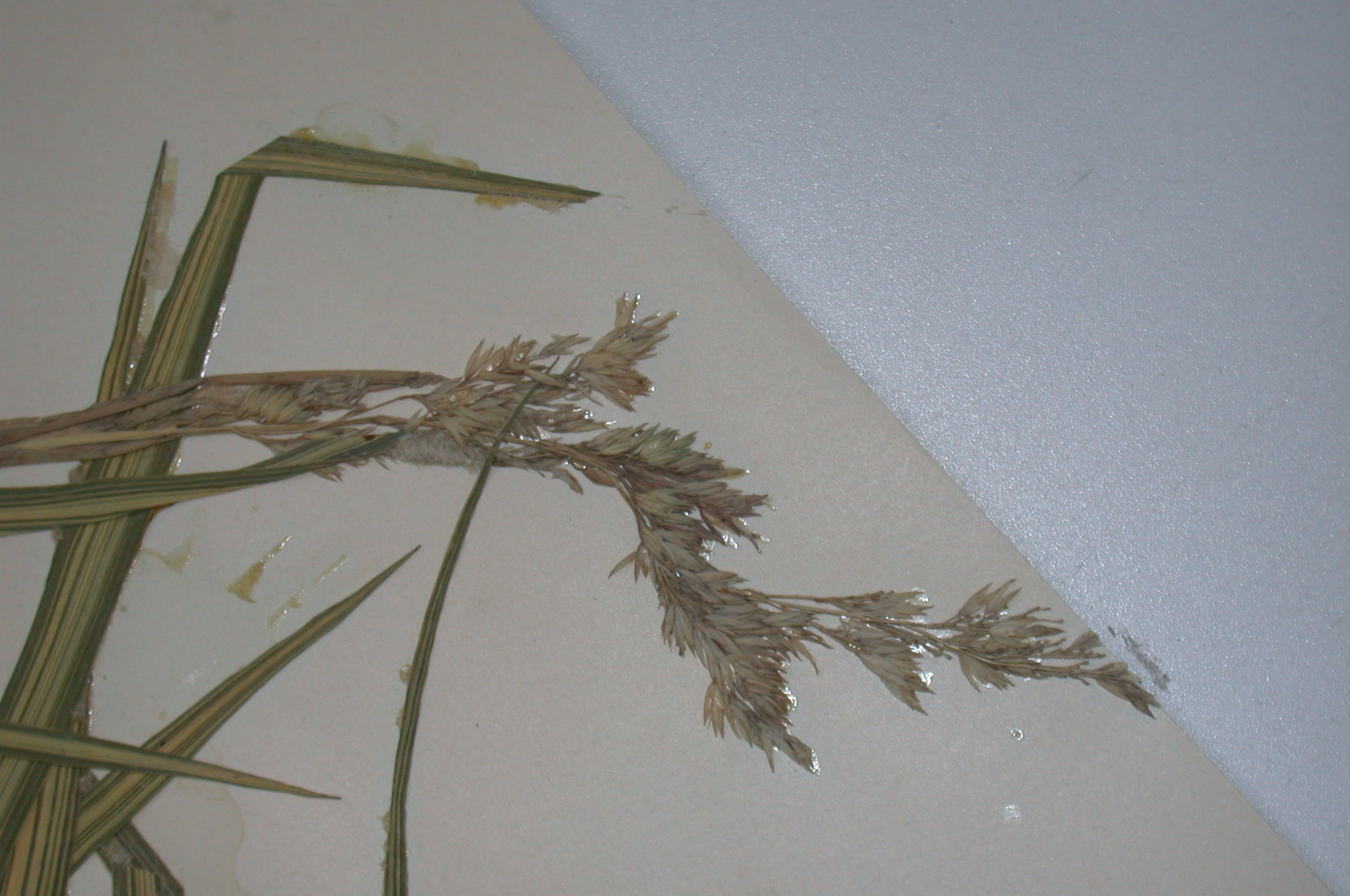 Poaceae Phalaris arundinacea