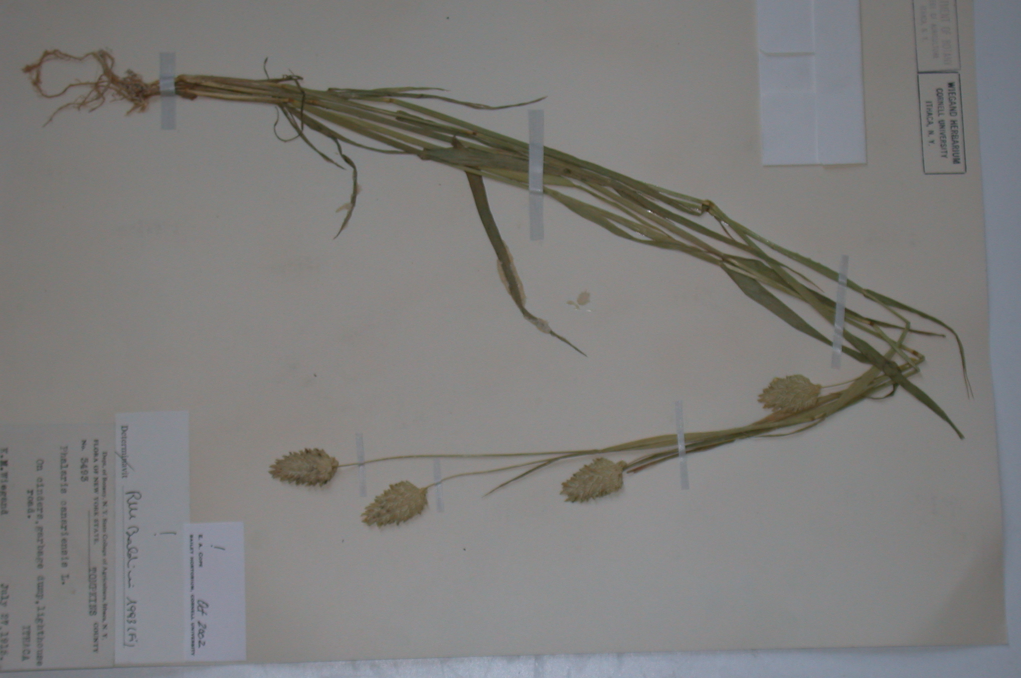 Poaceae Phalaris canariensis