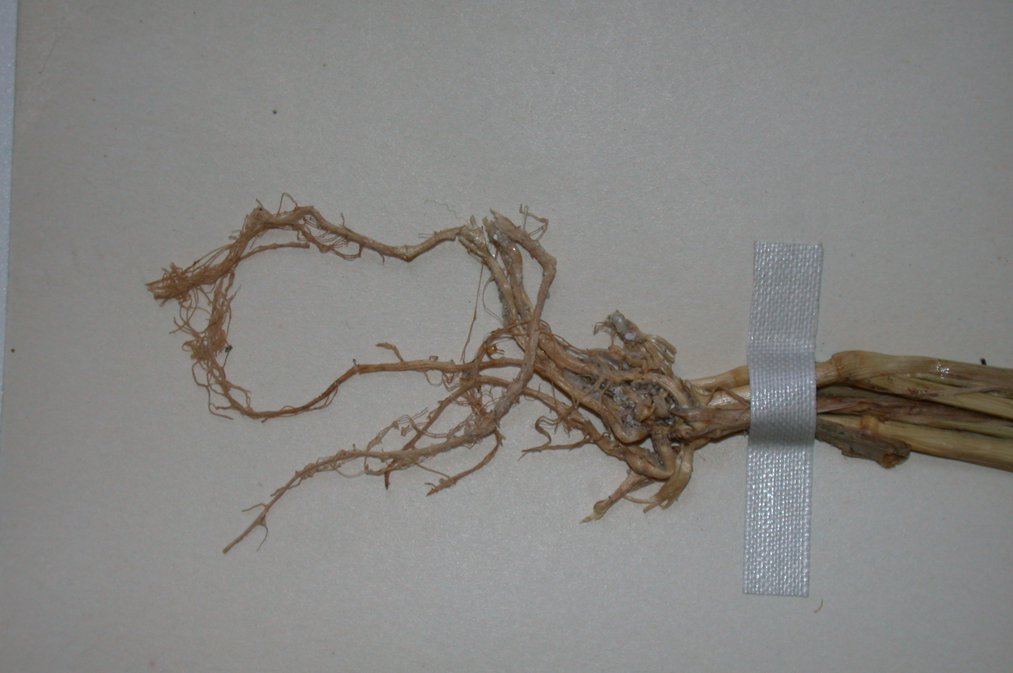 Poaceae Phalaris canariensis