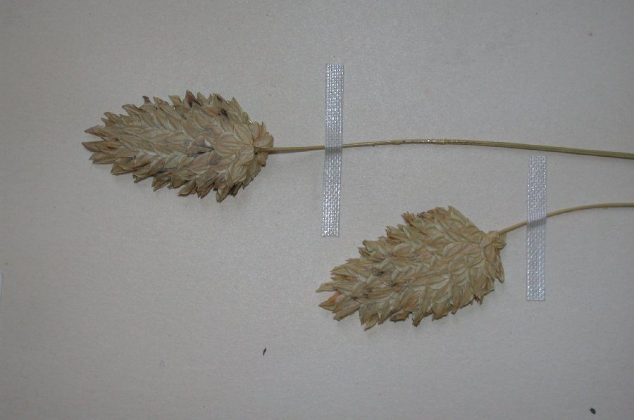 Poaceae Phalaris canariensis
