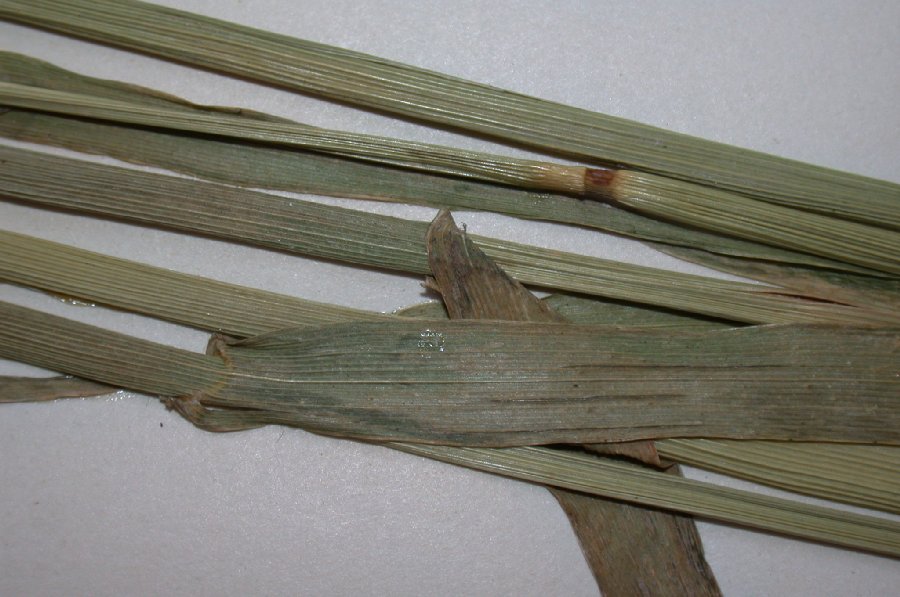 Poaceae Phalaris canariensis