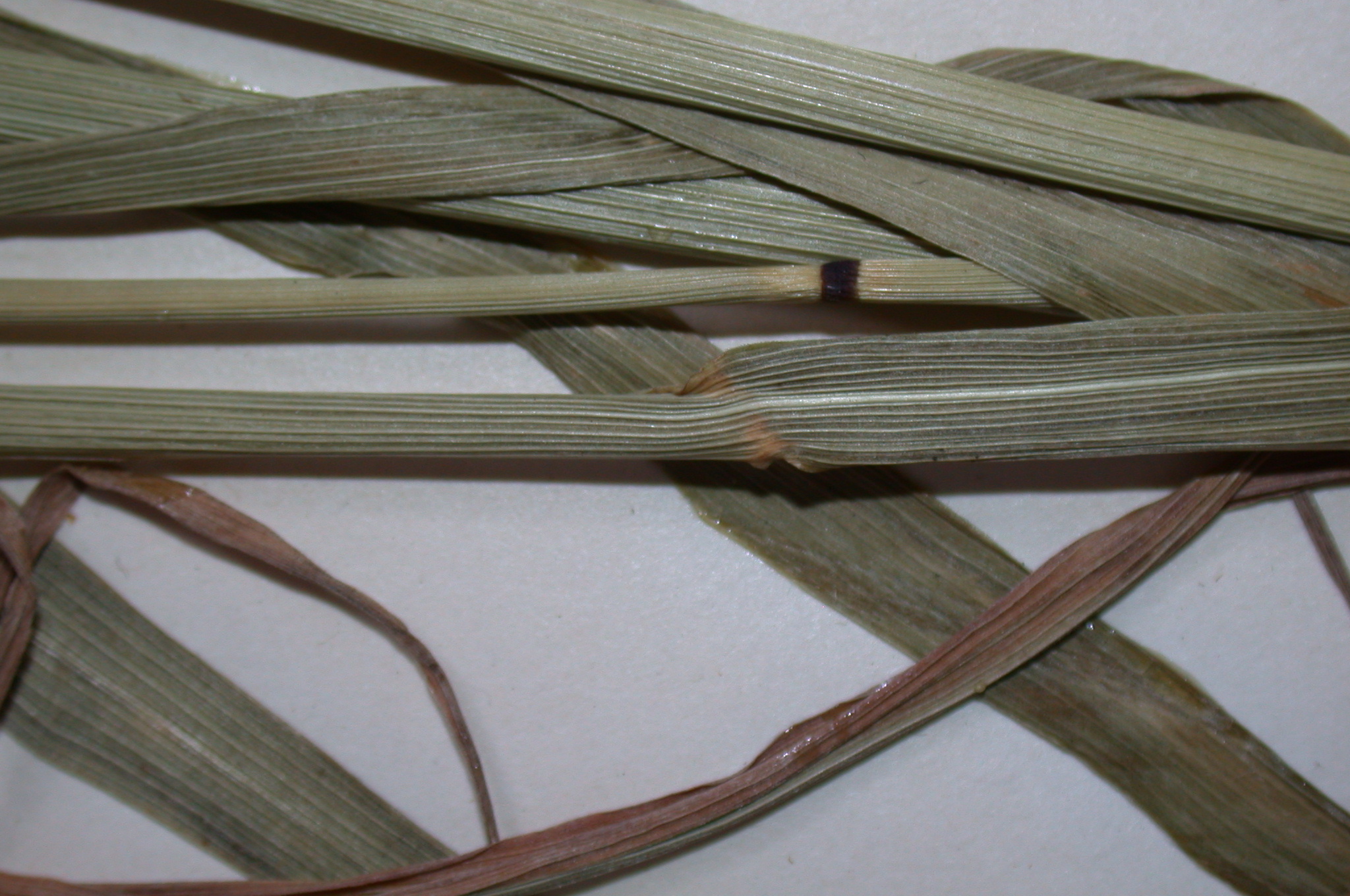 Poaceae Phleum pratense