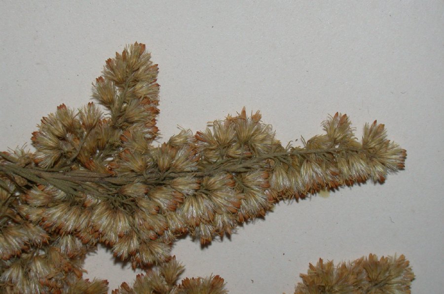 Asteraceae Solidago canadensis