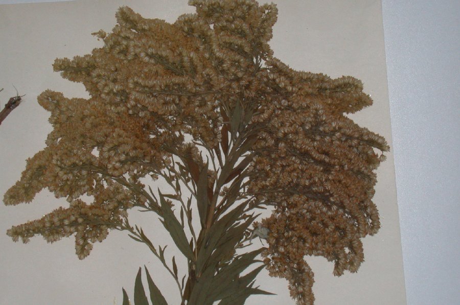 Asteraceae Solidago canadensis