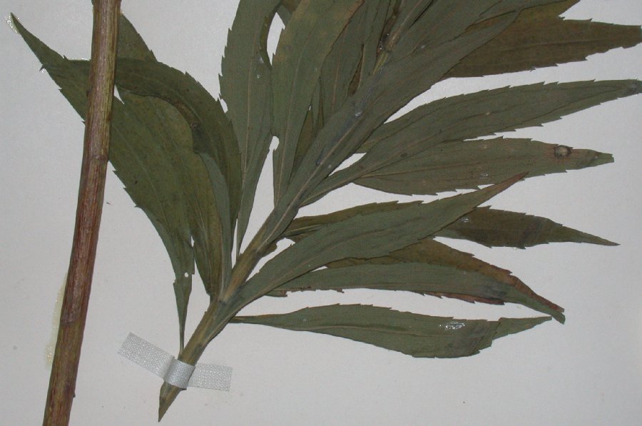 Asteraceae Solidago canadensis