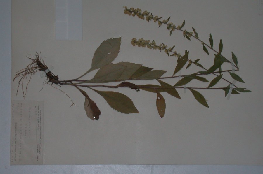 Asteraceae Solidago bicolor