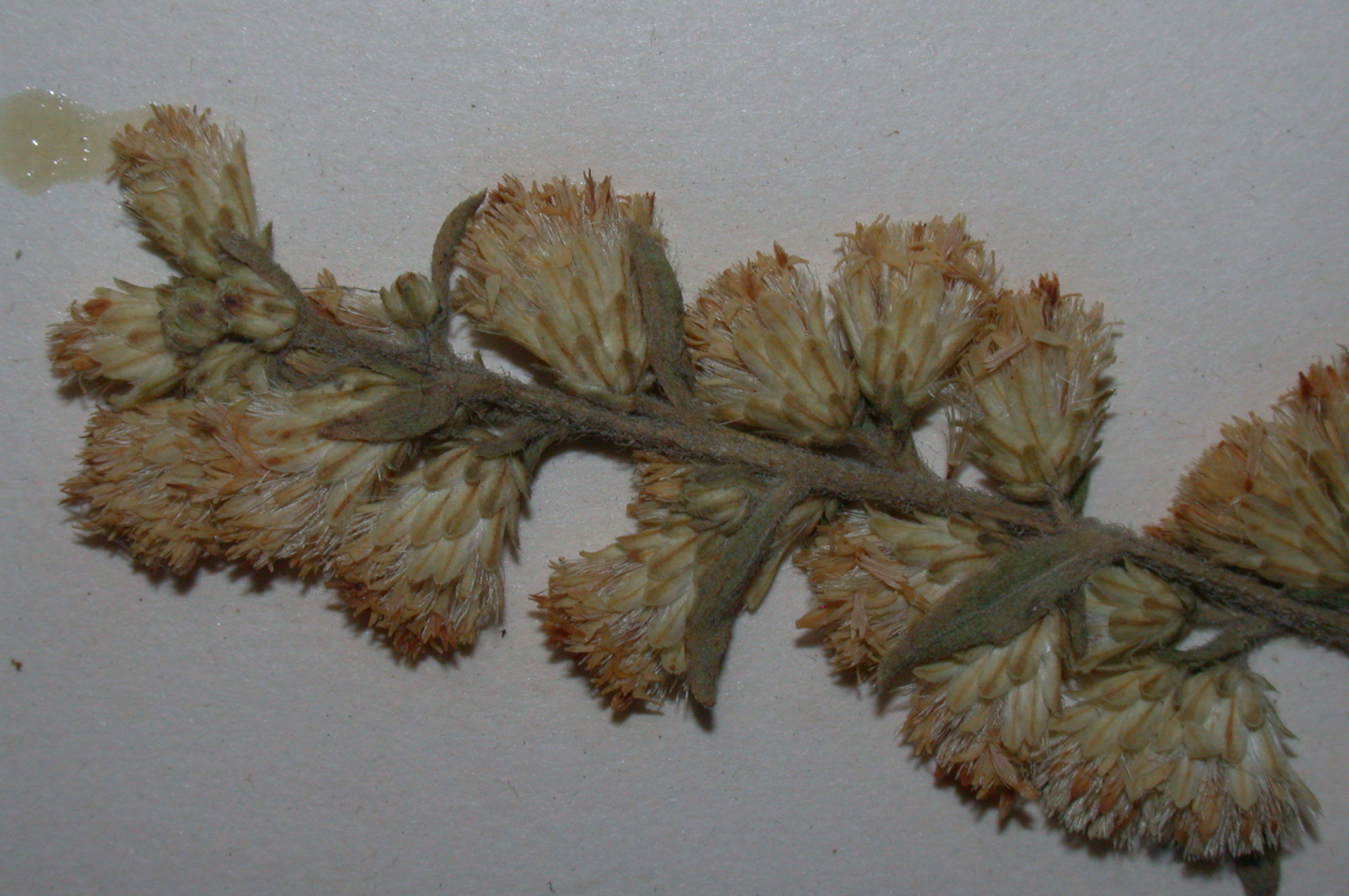 Asteraceae Solidago bicolor