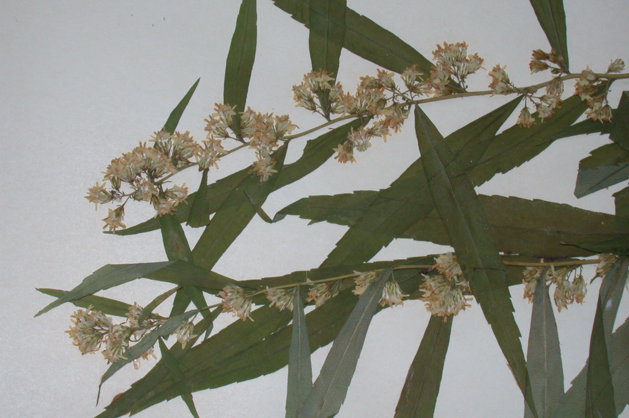 Asteraceae Solidago caesia