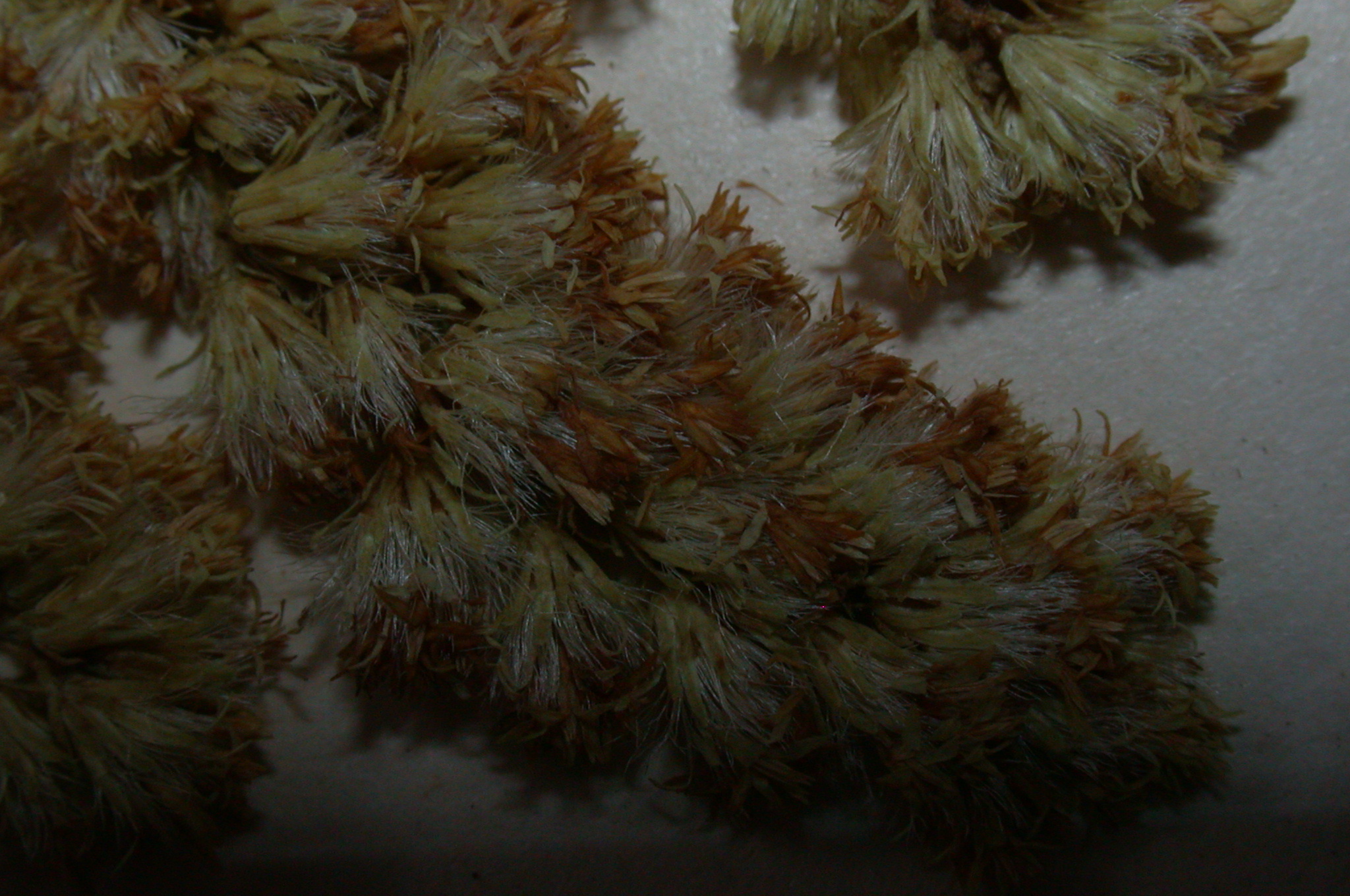 Asteraceae Solidago canadensis