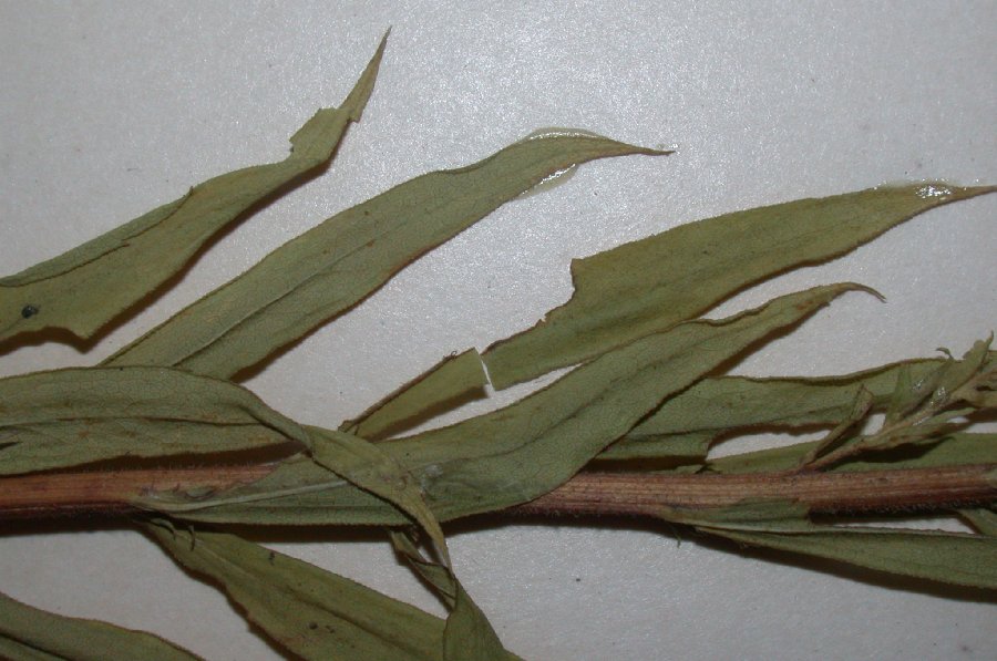 Asteraceae Solidago canadensis