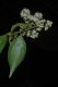 image of Miconia petropolitana
