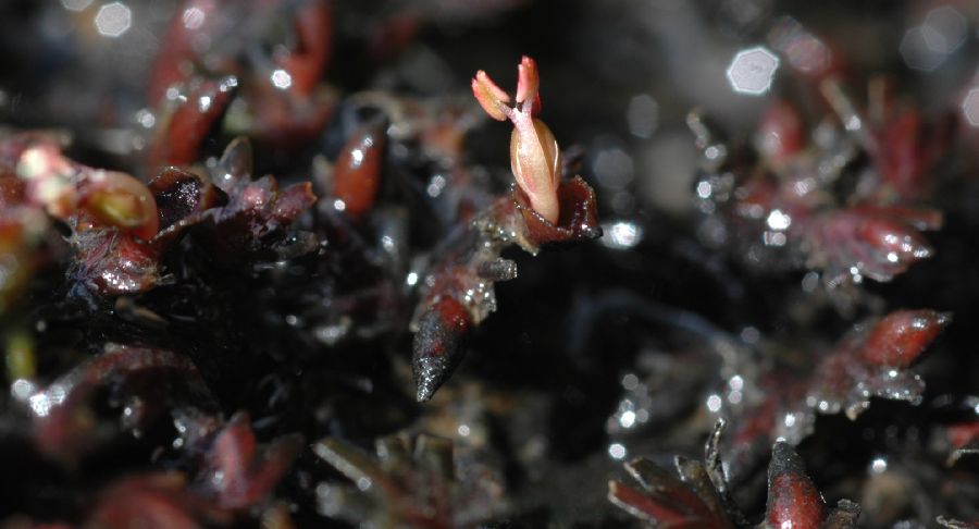 Podostemaceae Podostemum muelleri