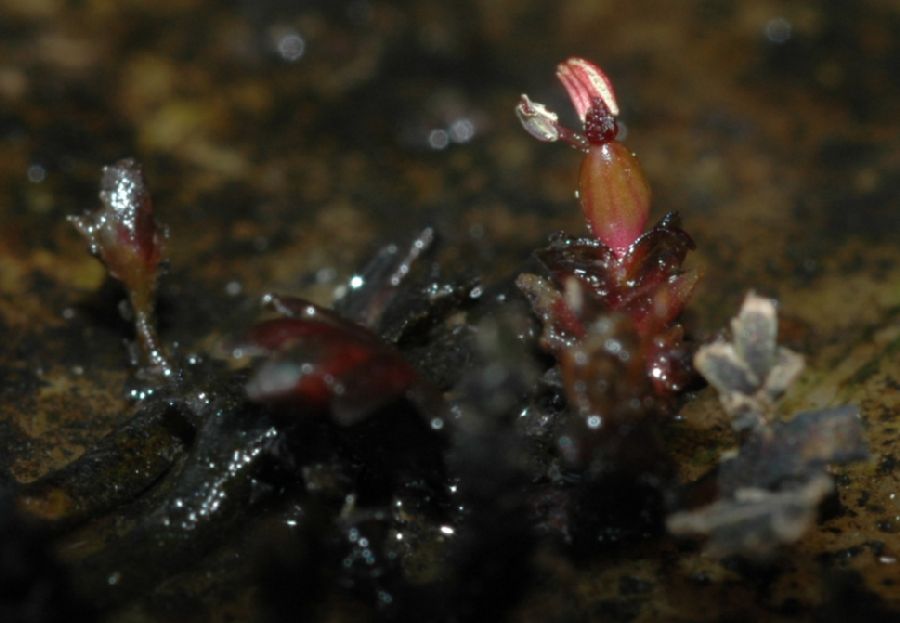 Podostemaceae Podostemum muelleri