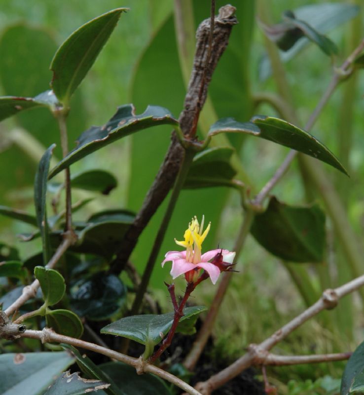 Melastomataceae Pleiochiton ebracteatum