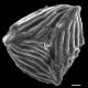 image of Anemia cf barbatula