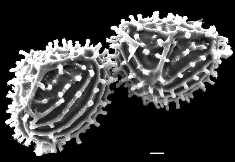 Anemiaceae Anemia cf pastinacaria