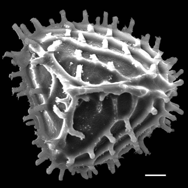Anemiaceae Anemia cf pastinacaria