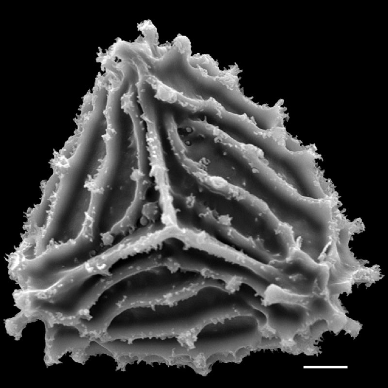 Anemiaceae Anemia ciliata