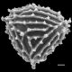 image of Anemia ciliata