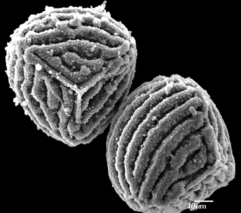 Anemiaceae Anemia colimensis