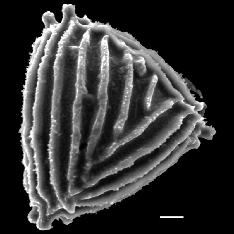 Anemiaceae Anemia dardanoi