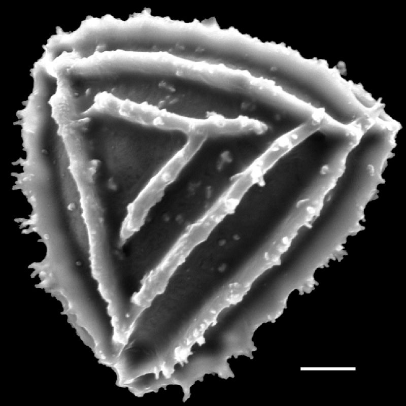 Anemiaceae Anemia dentata
