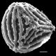 image of Anemia donnell-smithii