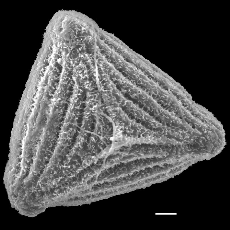 Anemiaceae Anemia glareosa