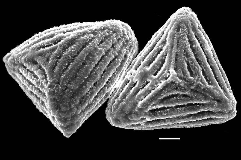 Anemiaceae Anemia glareosa