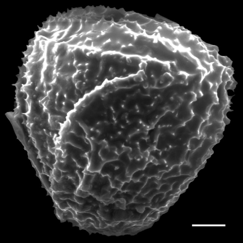 Anemiaceae Anemia gomesii