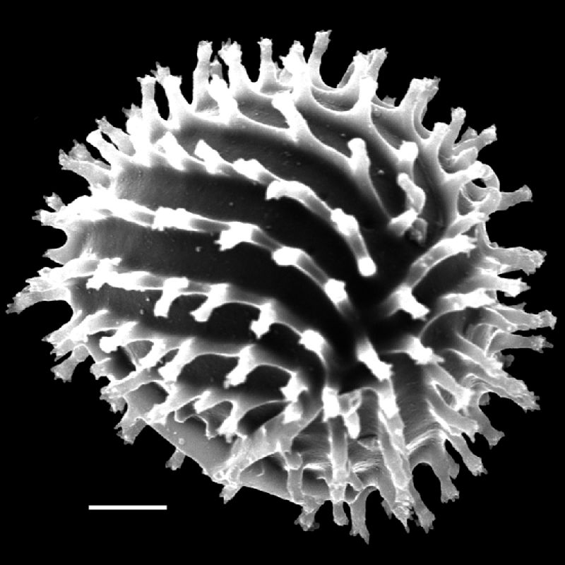 Anemiaceae Anemia herzogii