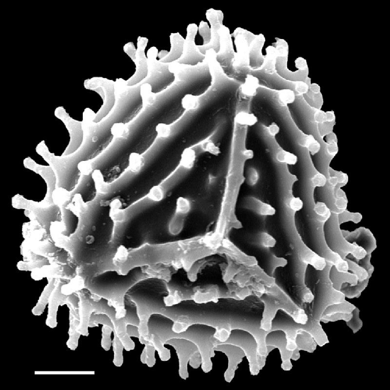 Anemiaceae Anemia herzogii