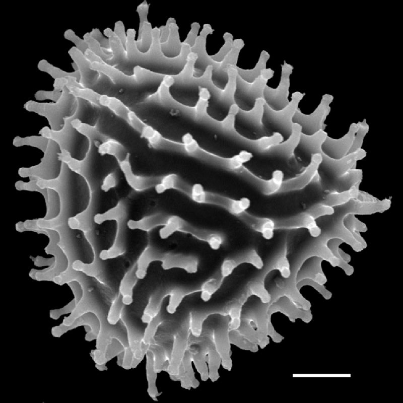 Anemiaceae Anemia herzogii
