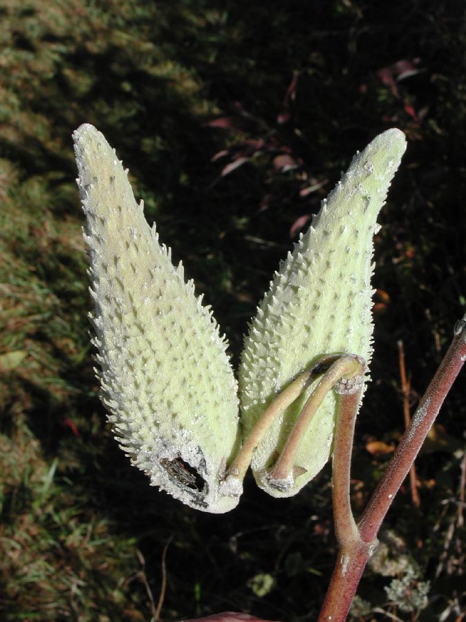 Apocynaceae Asclepias syriaca