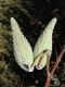 image of Asclepias syriaca