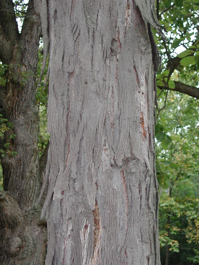 Juglandaceae Carya ovata