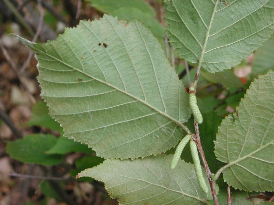 Betulaceae Corylus americana