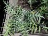 image of Cynara scolymus