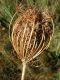 image of Daucus carota