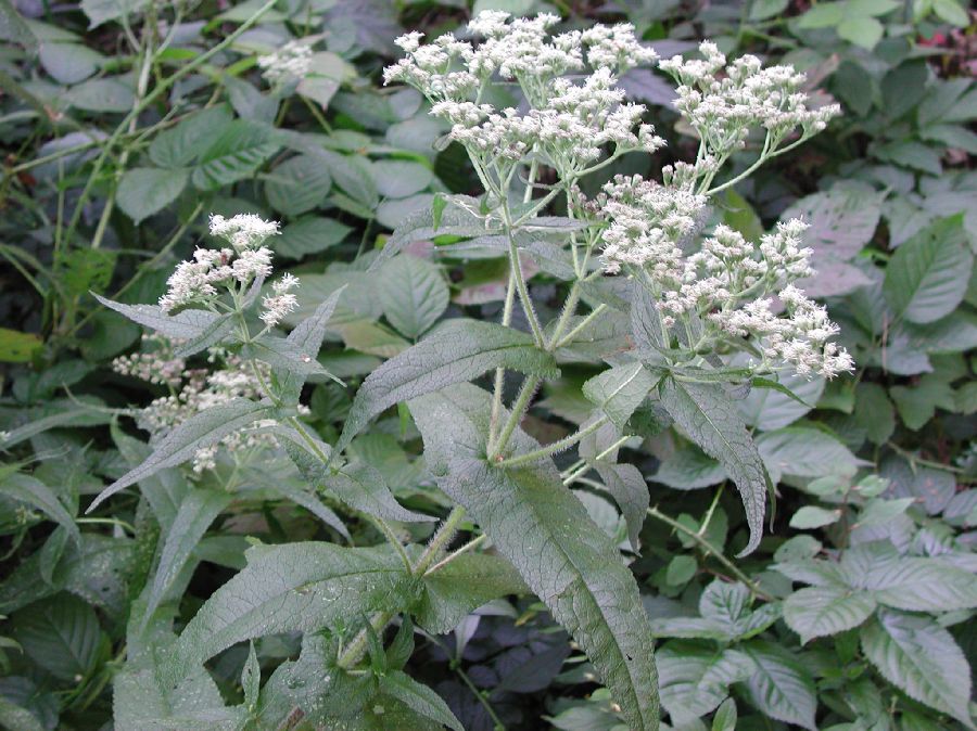 Asteraceae Eupatorium perfoliatum