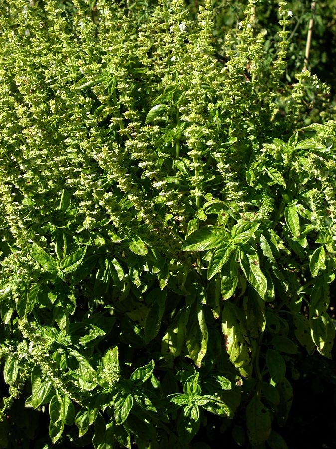 Lamiaceae Ocimum basilicum