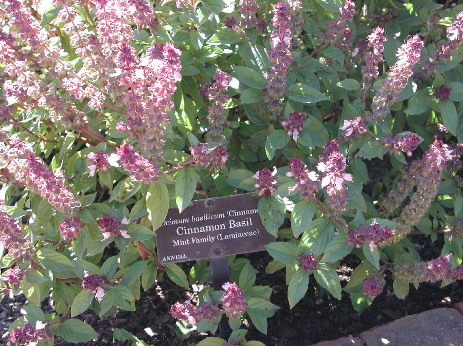Lamiaceae Ocimum basilicum